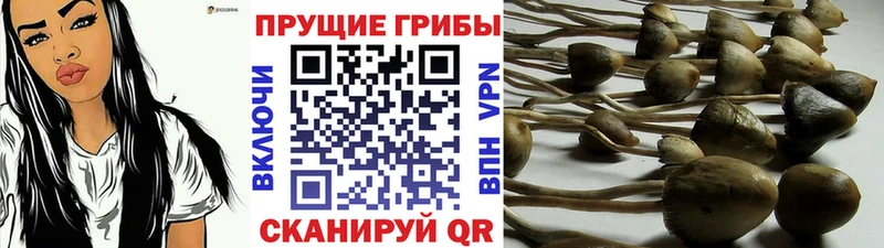 продажа наркотиков  Новошахтинск  hydra онион  Псилоцибиновые грибы GOLDEN TEACHER 