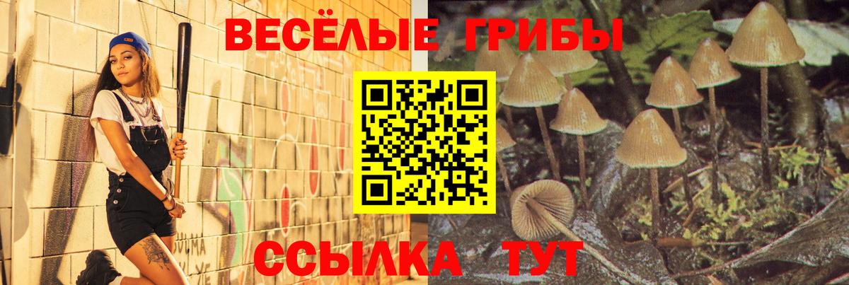 Псилоцибиновые грибы Cubensis Новошахтинск